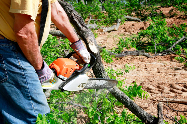 Best Large Tree Removal  in Carbondale, IL